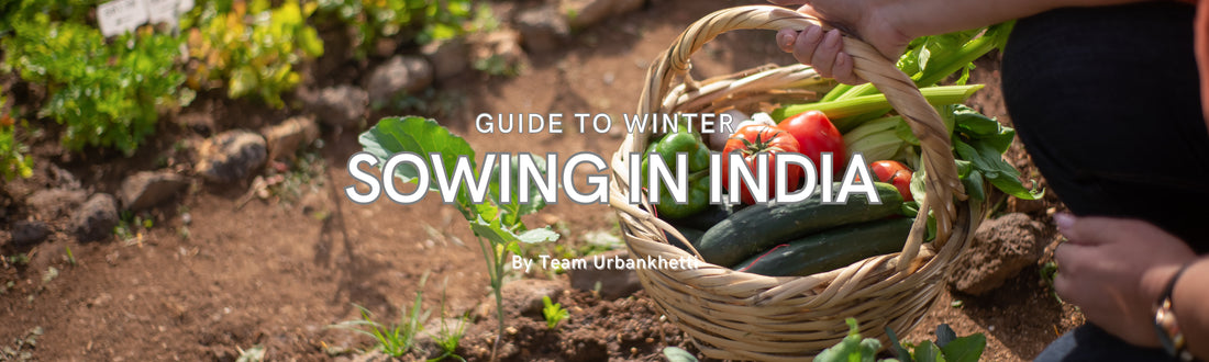 Guide to Winter Sowing in India