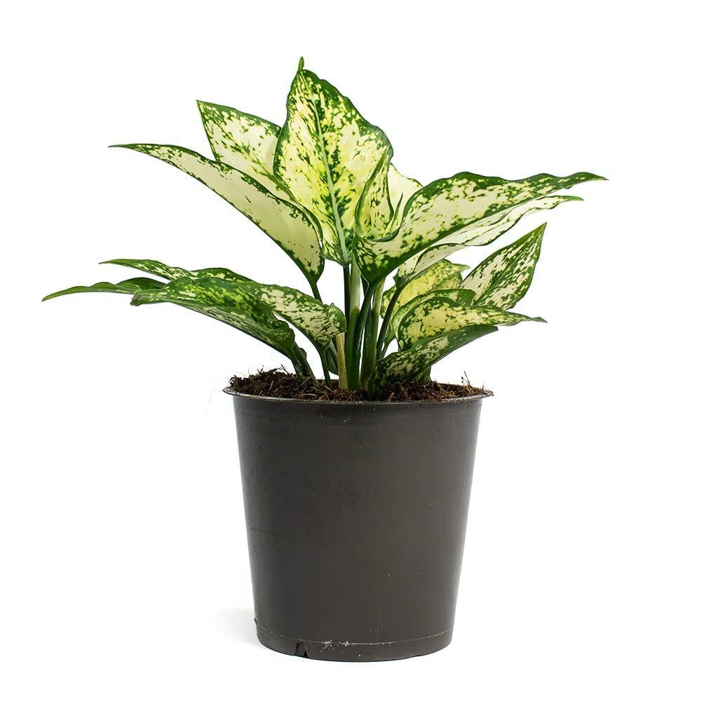 Aglaonema Snow White Natural Live Indoor Evergreen Healthy Bushy Foliage Plant