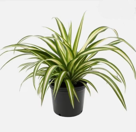 Spider Plant (English)