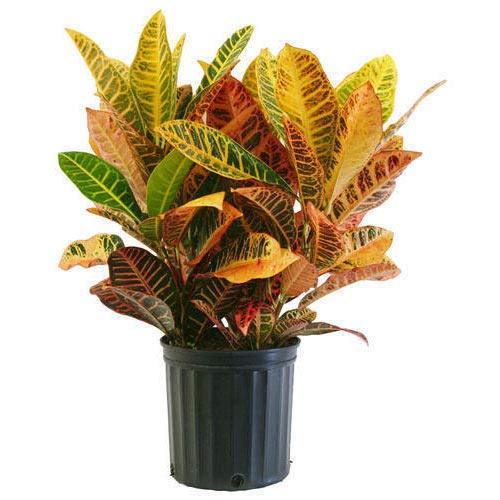 Air Purifier Croton Variegatum Petra Indoor Evergreen Live Plant