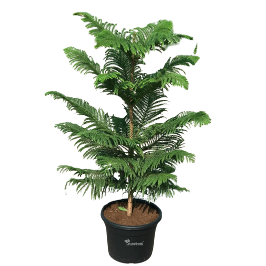 Araucaria Plant (Norfolk Island Pine) Holy X-Mas Tree Live Plant, Christmas Tree Live Heterophylla, Goodluck Outdoors, Indoors (Healthy Live Plant)