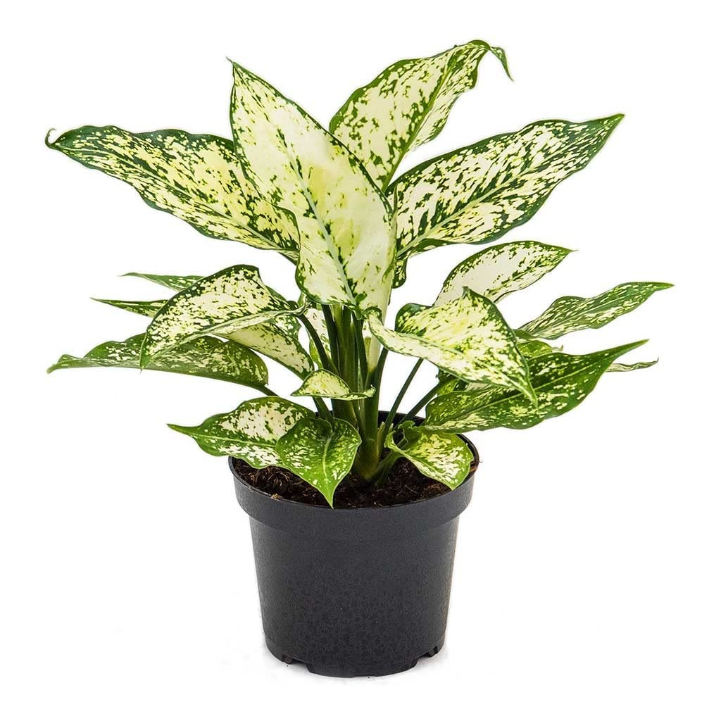 Aglaonema Snow White Natural Live Indoor Evergreen Healthy Bushy Foliage Plant