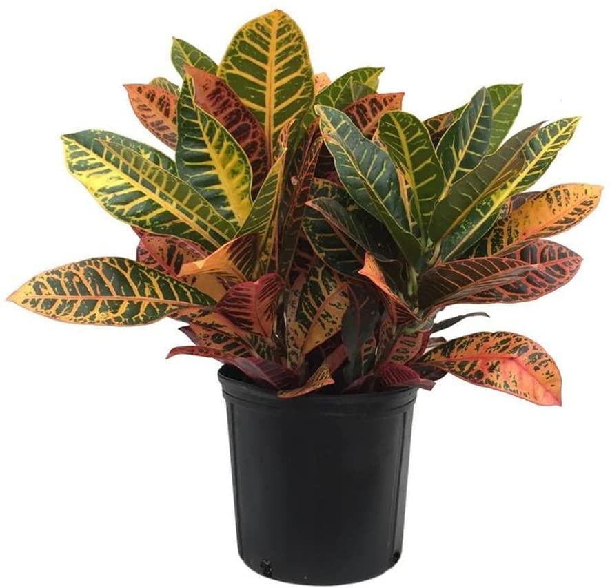 Air Purifier Croton Variegatum Petra Indoor Evergreen Live Plant