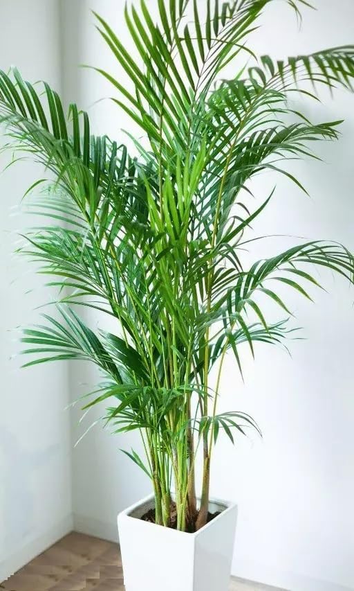 Areca Palm Air Purifier Natural Live Plant (3 to 3.5 feet) very tall Areca Palm