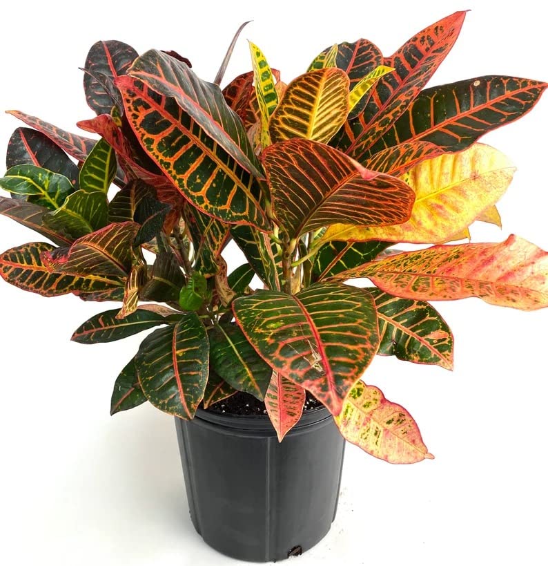 Air Purifier Croton Variegatum Petra Indoor Evergreen Live Plant