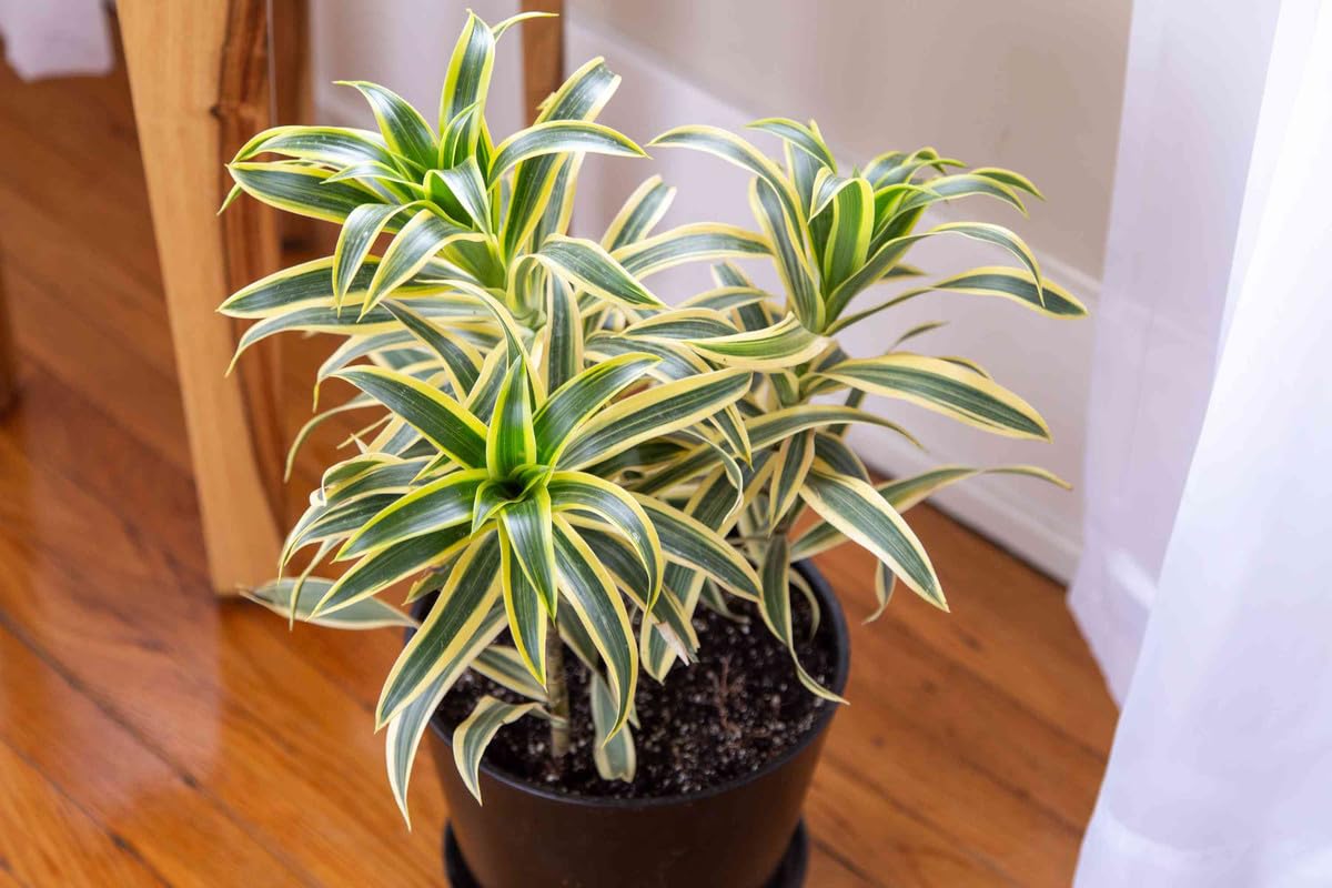 Son of India : NASA Ranked 3rd houseplant