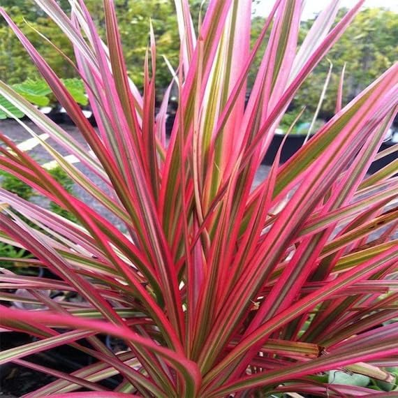 Dracaena Ruby Red Foliage Plant / Decorative Foliage Plant For Home Gardening / Indoor Outdoor Air Purify Foliage Plant