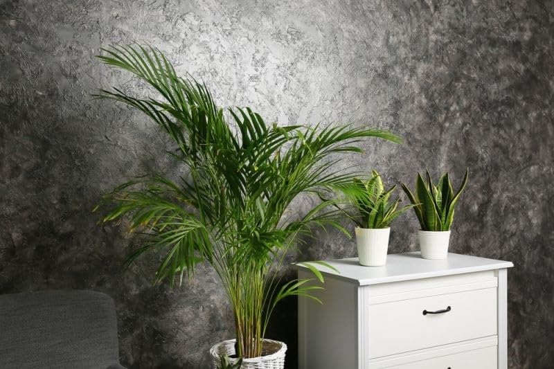 Areca Palm Air Purifier Natural Live Plant (3 to 3.5 feet) very tall Areca Palm