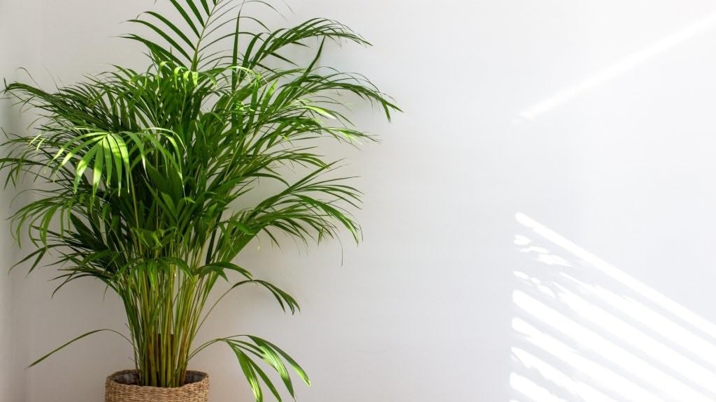 Areca Palm Air Purifier Natural Live Plant (3 to 3.5 feet) very tall Areca Palm