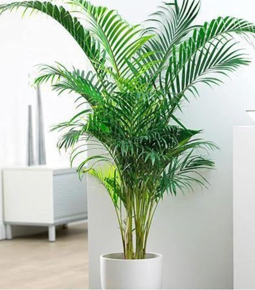 Areca Palm Air Purifier Natural Live Plant (3 to 3.5 feet) very tall Areca Palm