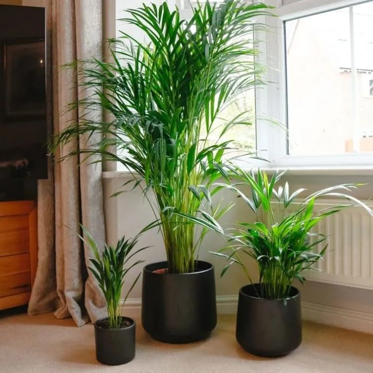 Areca Palm Air Purifier Natural Live Plant (3 to 3.5 feet) very tall Areca Palm