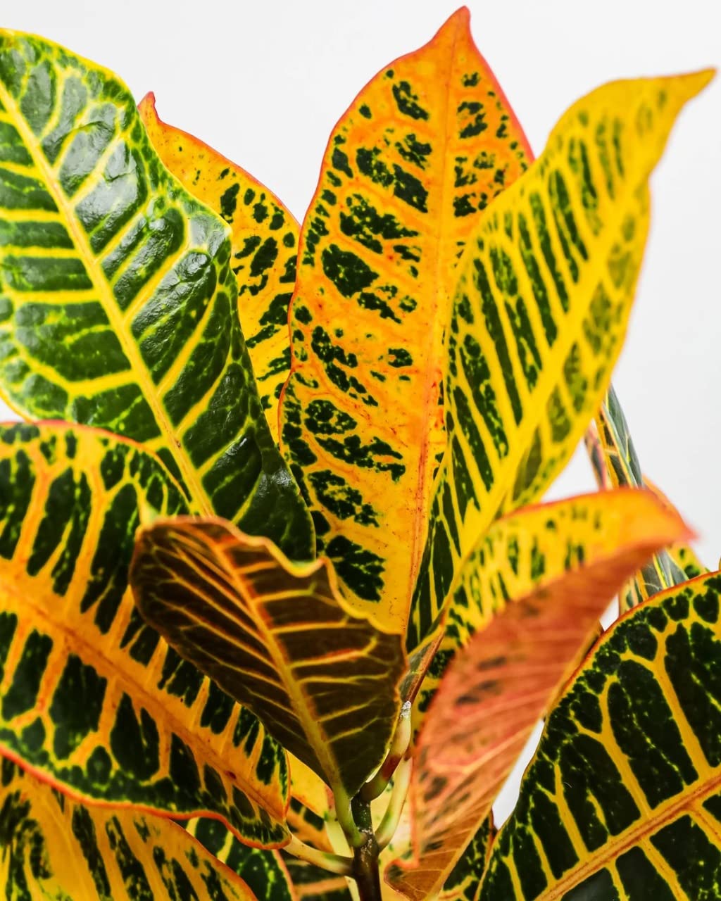 Air Purifier Croton Variegatum Petra Indoor Evergreen Live Plant