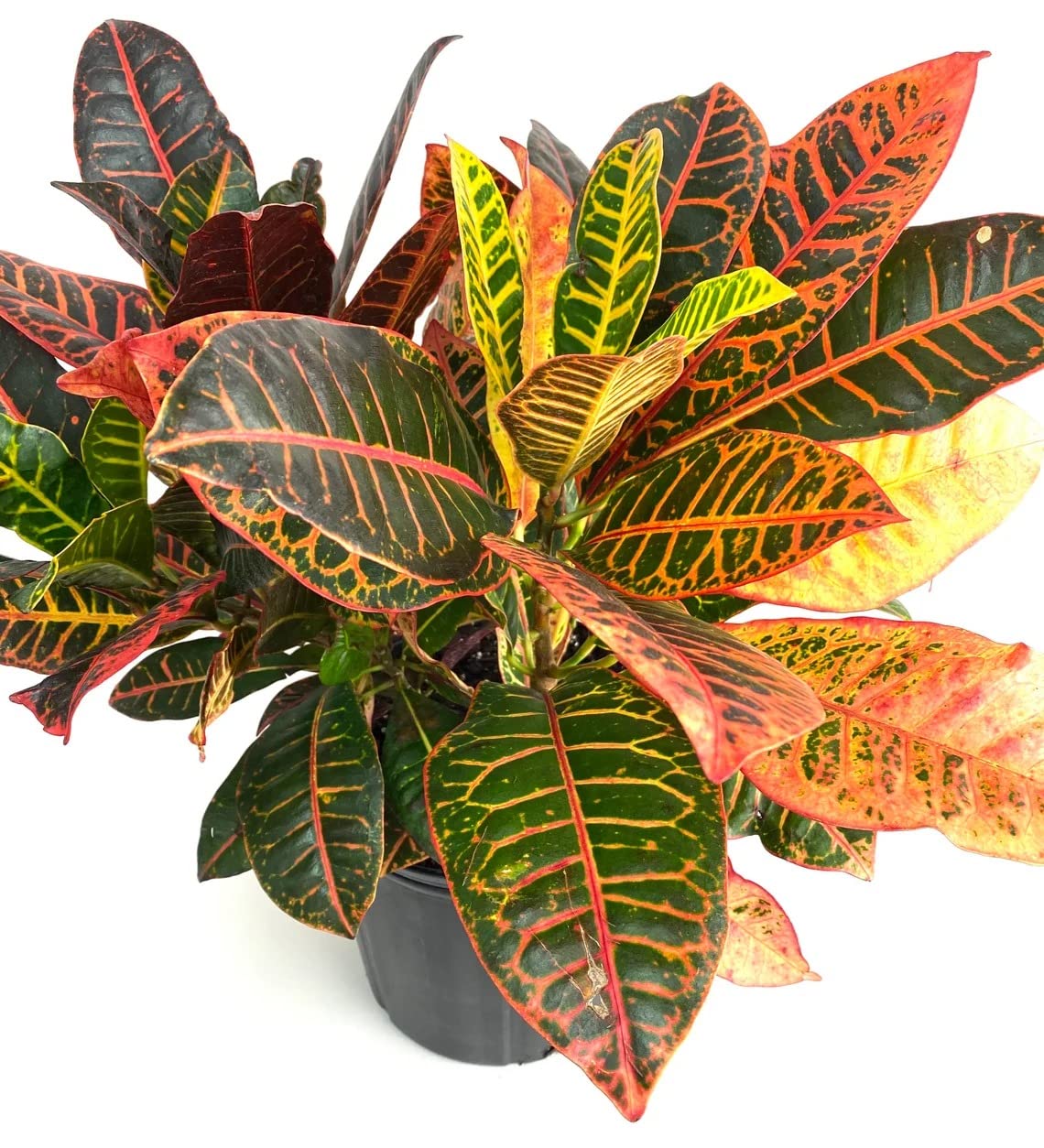 Air Purifier Croton Variegatum Petra Indoor Evergreen Live Plant