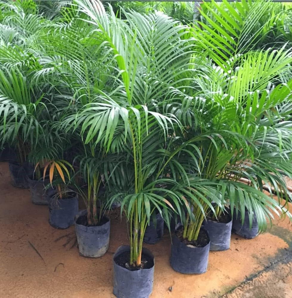 Areca Palm Air Purifier Natural Live Plant (3 to 3.5 feet) very tall Areca Palm