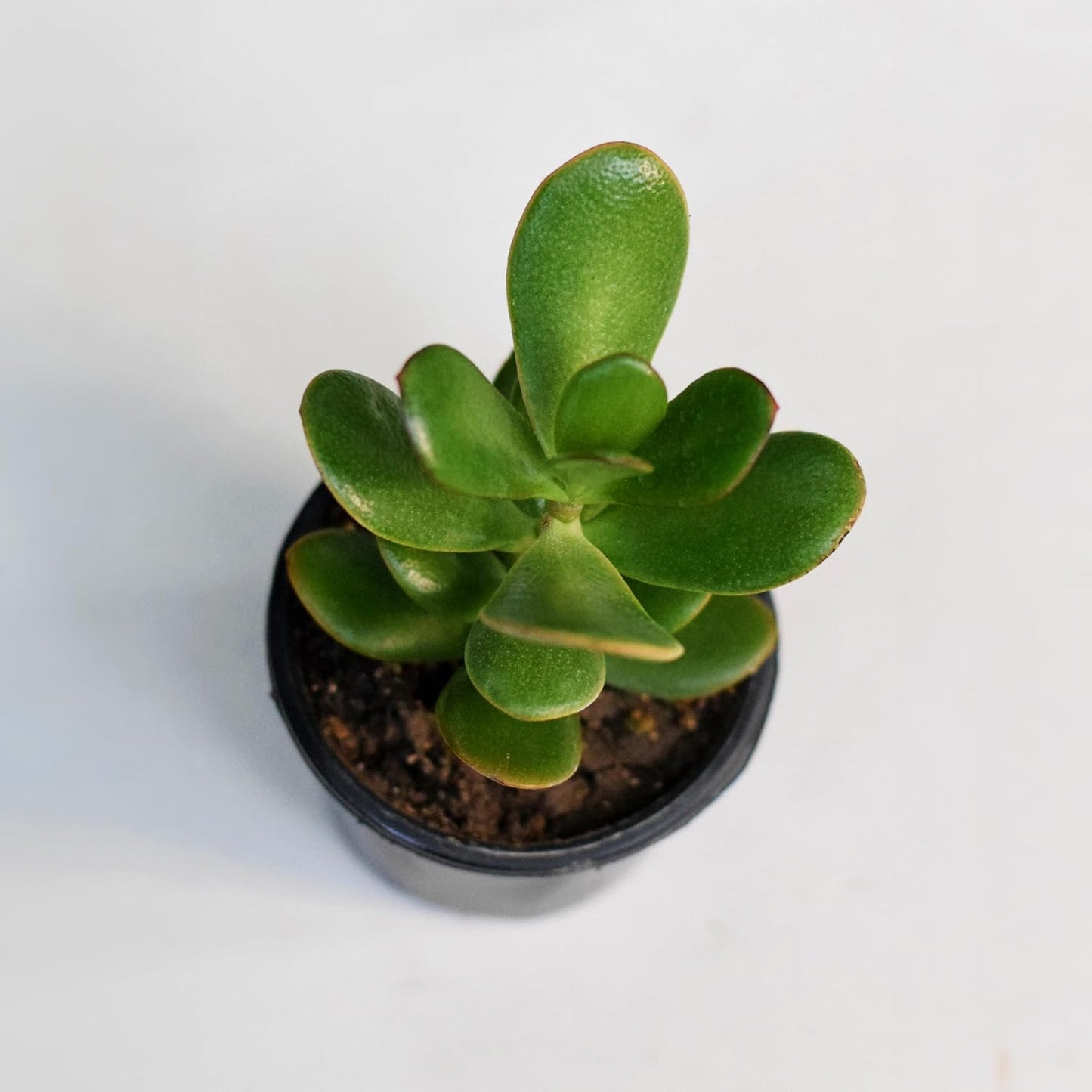 Kuberakshi Vastu Plant Original (Crassula Ovata)