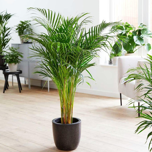 Areca Palm Air Purifier Natural Live Plant (3 to 3.5 feet) very tall Areca Palm