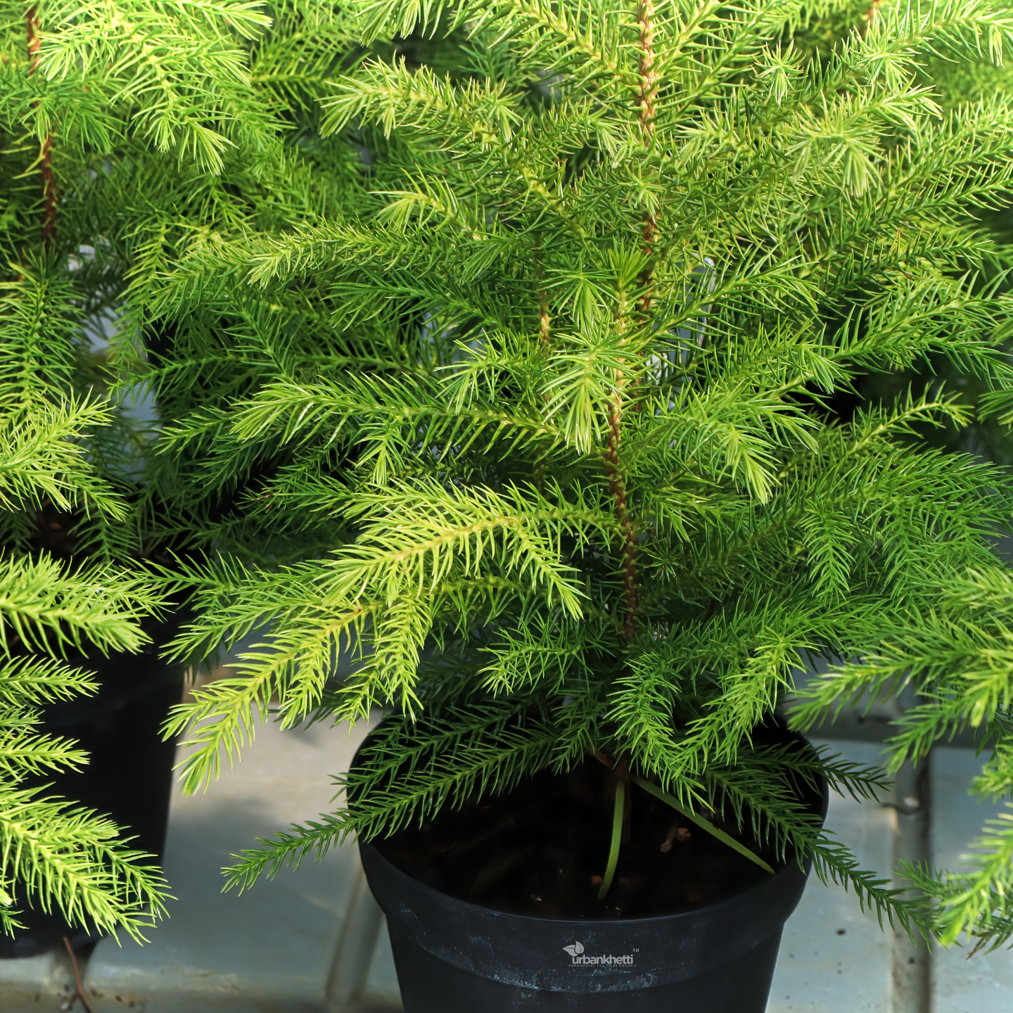 Araucaria Plant (Norfolk Island Pine) Holy X-Mas Tree Live Plant, Christmas Tree Live Heterophylla, Goodluck Outdoors, Indoors (Healthy Live Plant)