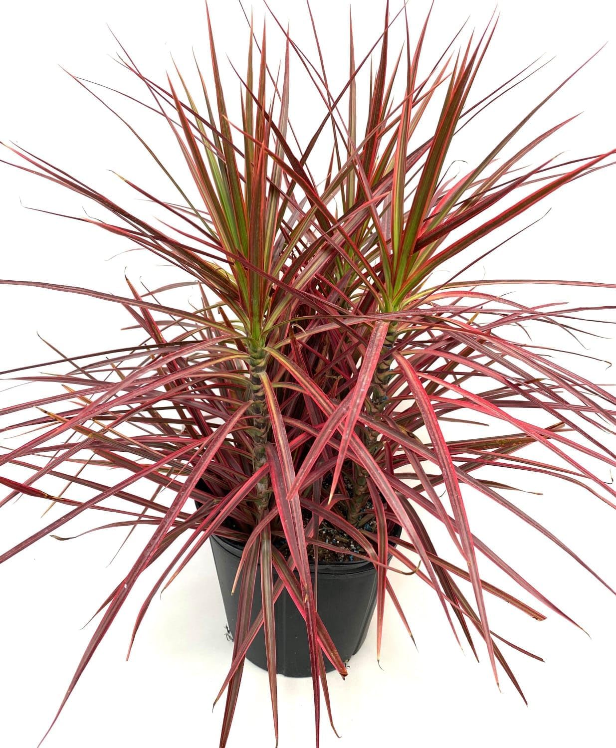 Dracaena Ruby Red Foliage Plant / Decorative Foliage Plant For Home Gardening / Indoor Outdoor Air Purify Foliage Plant