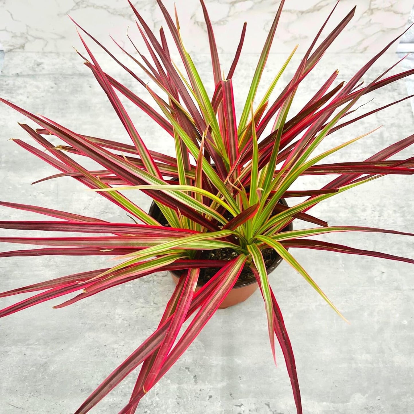 Dracaena Ruby Red Foliage Plant / Decorative Foliage Plant For Home Gardening / Indoor Outdoor Air Purify Foliage Plant