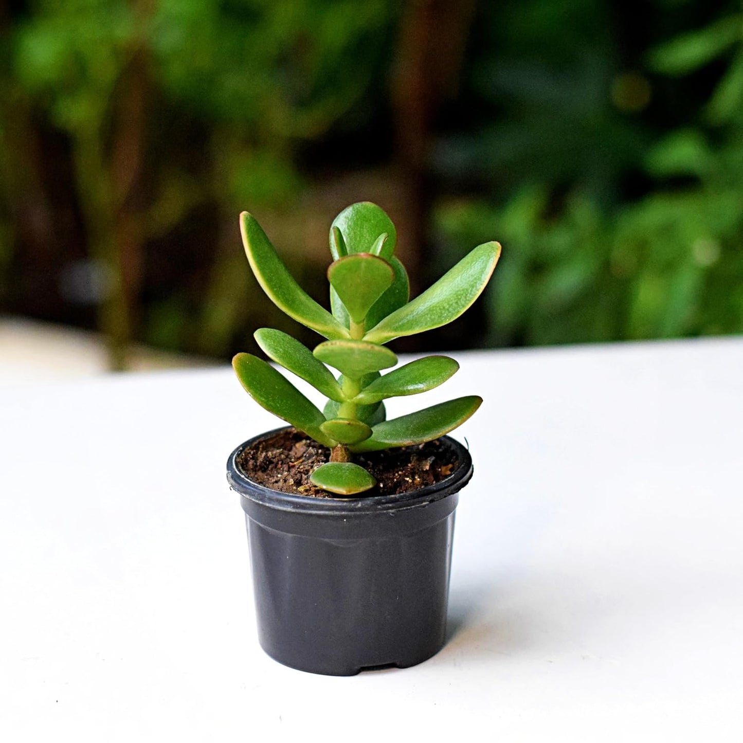 Kuberakshi Vastu Plant Original (Crassula Ovata)