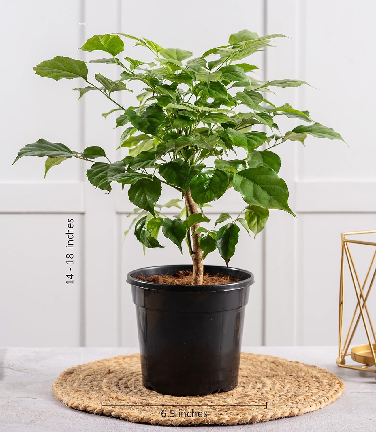 Live Radermachera Plant (China Doll) For Home & Indoor in Plastic Pot | Living Room Plants | Indoor Plants