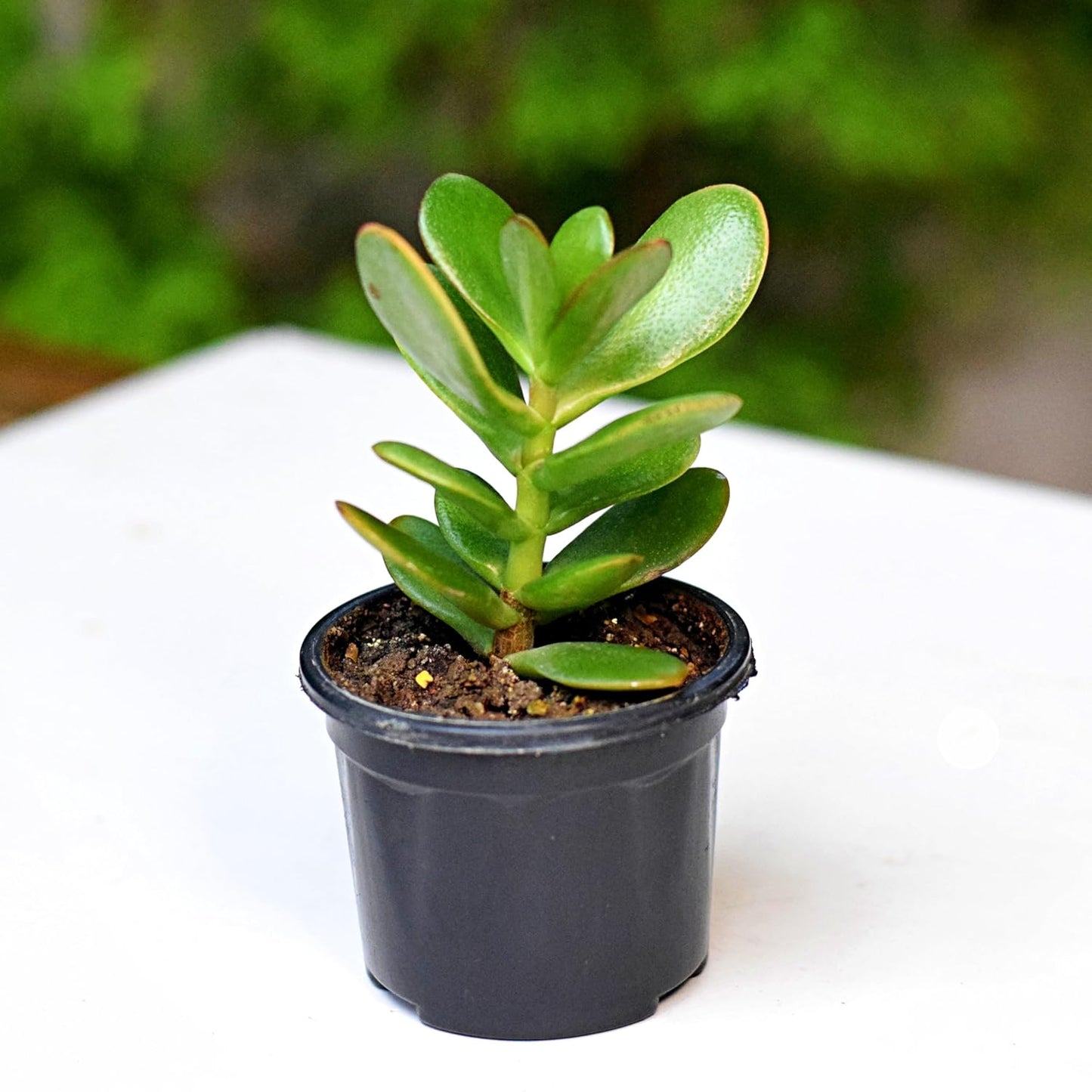 Kuberakshi Vastu Plant Original (Crassula Ovata)