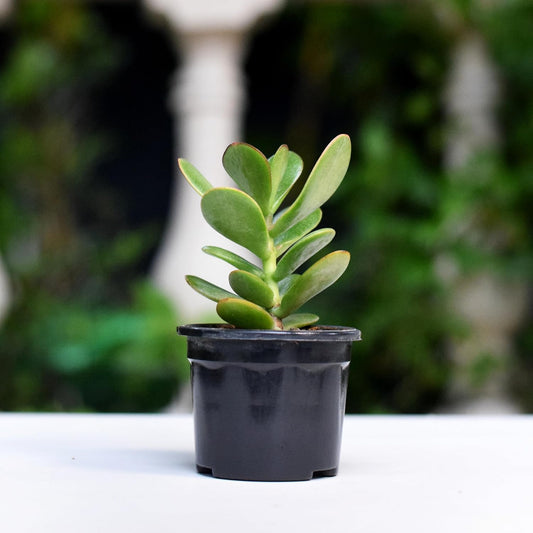 Kuberakshi Vastu Plant Original (Crassula Ovata)