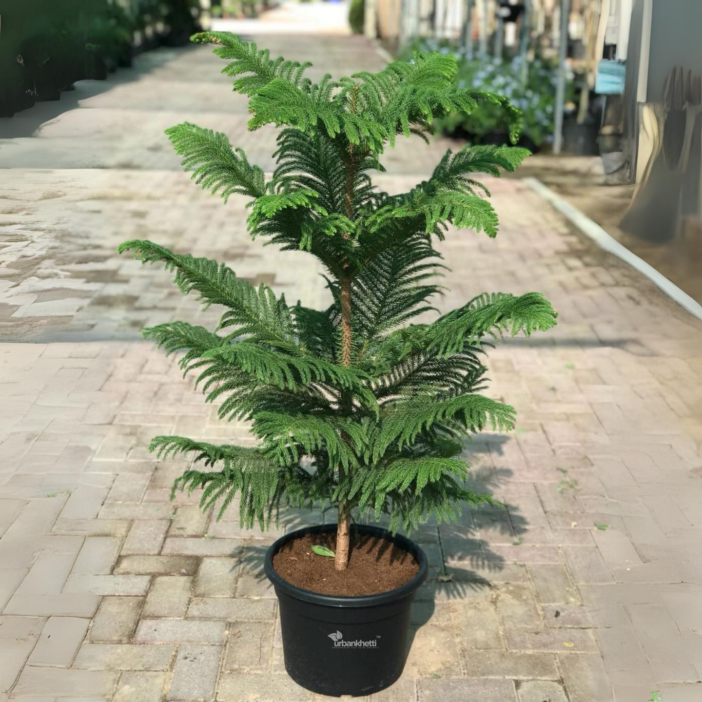 Araucaria Plant (Norfolk Island Pine) Holy X-Mas Tree Live Plant, Christmas Tree Live Heterophylla, Goodluck Outdoors, Indoors (Healthy Live Plant)