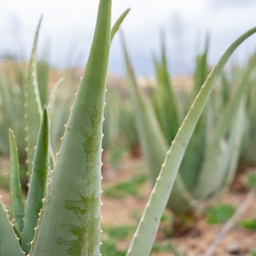 Aloe Vera