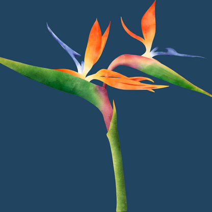 Bird of Paradise (Strelitzia reginae)