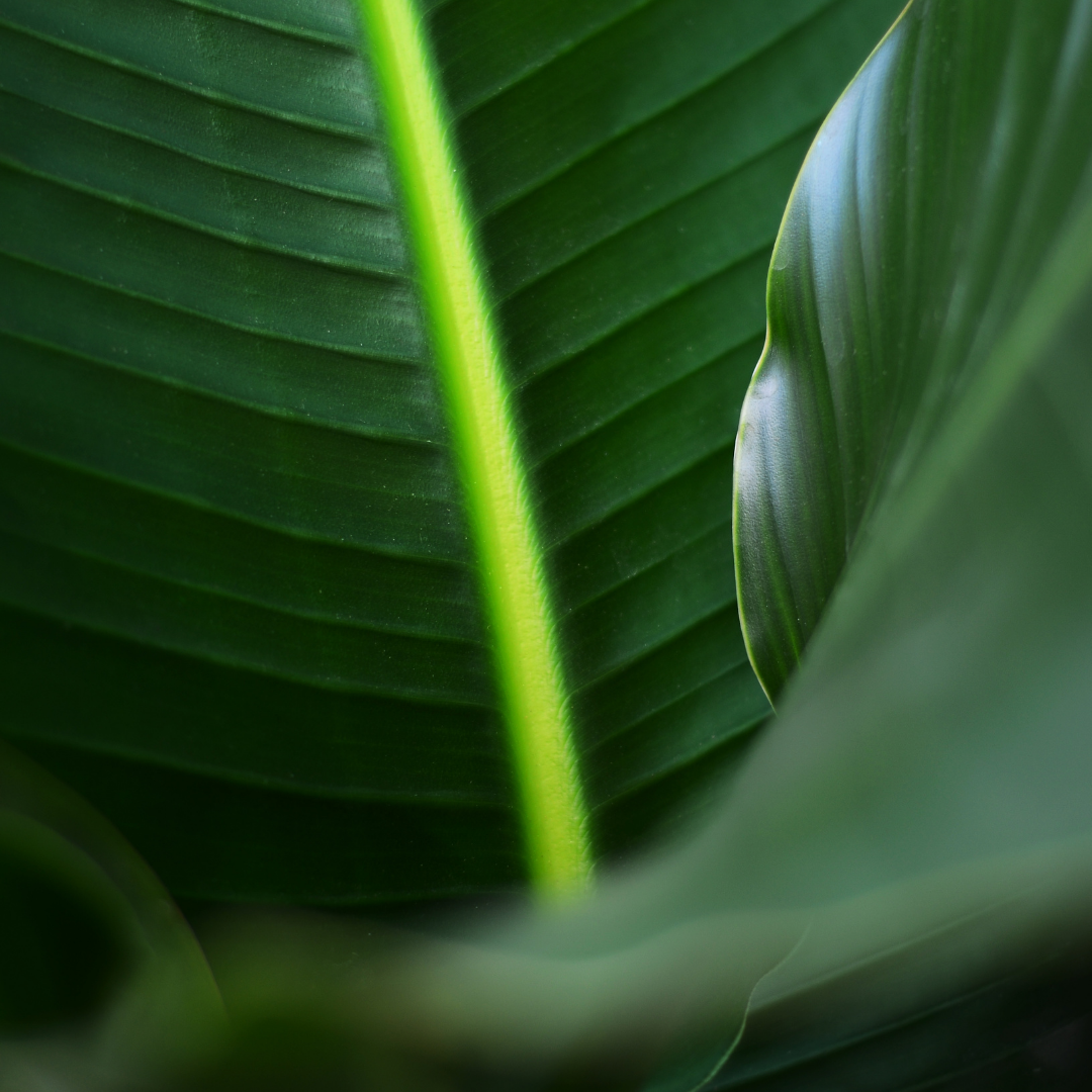 Bird of Paradise (Strelitzia reginae)