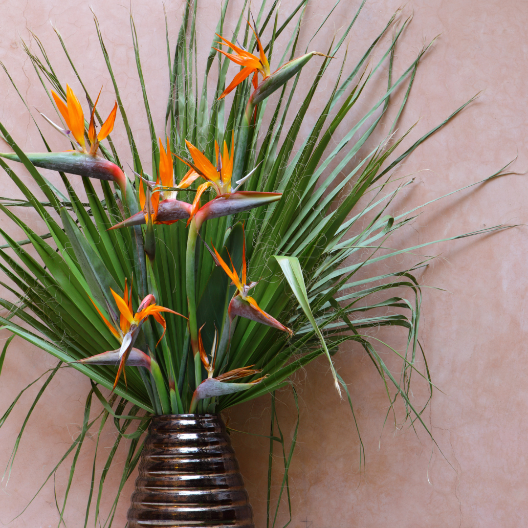 Bird of Paradise (Strelitzia reginae)