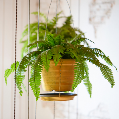 Golden Boston Fern (Nephrolepis exaltata)