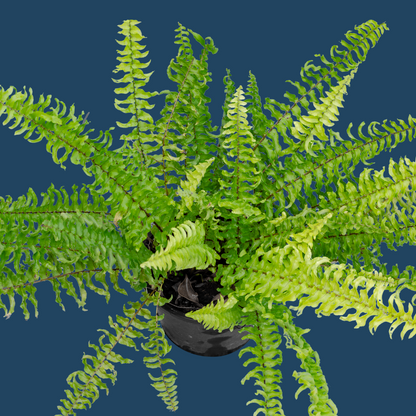 Golden Boston Fern (Nephrolepis exaltata)