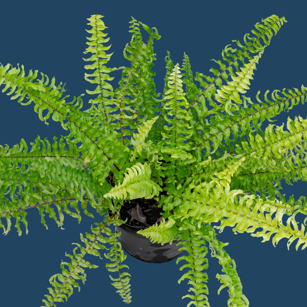 Golden Boston Fern (Nephrolepis exaltata)