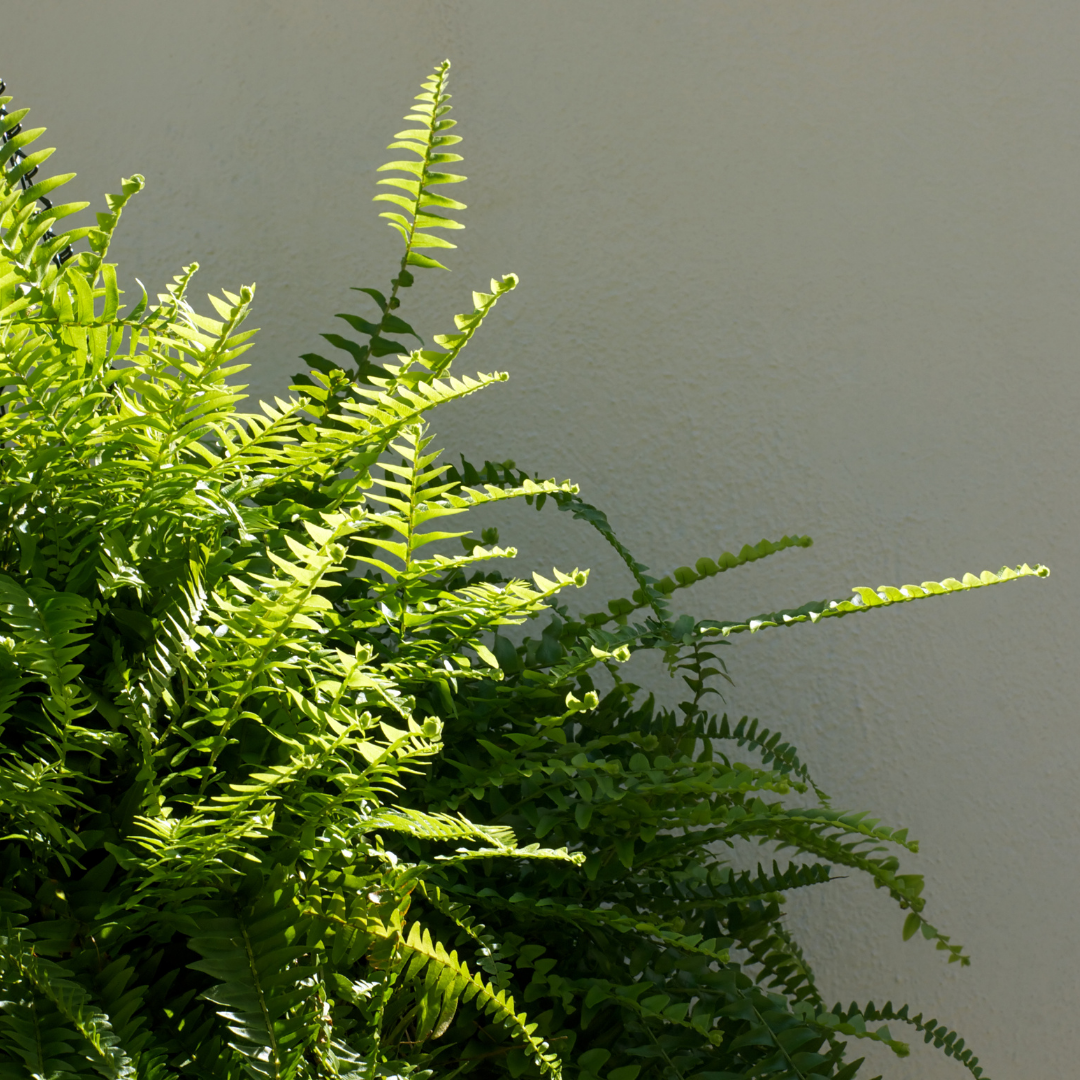 Golden Boston Fern (Nephrolepis exaltata)