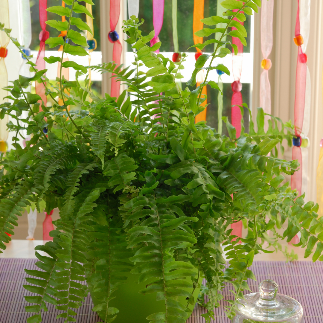 Golden Boston Fern (Nephrolepis exaltata)