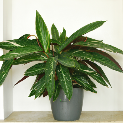 Calathea (Sanderiana)