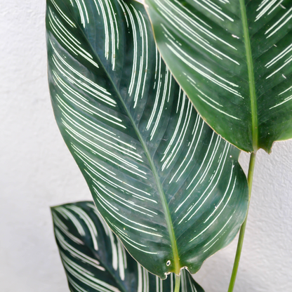 Calathea (Sanderiana)