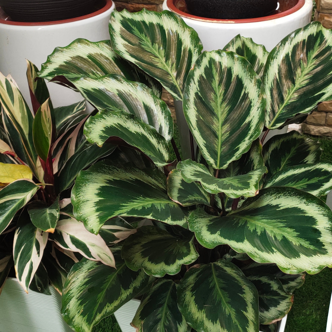 Calathea (Sanderiana)