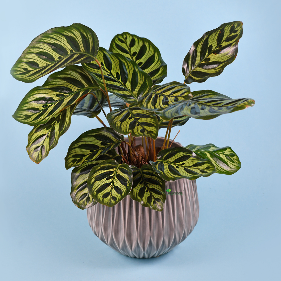 Calathea (Sanderiana)