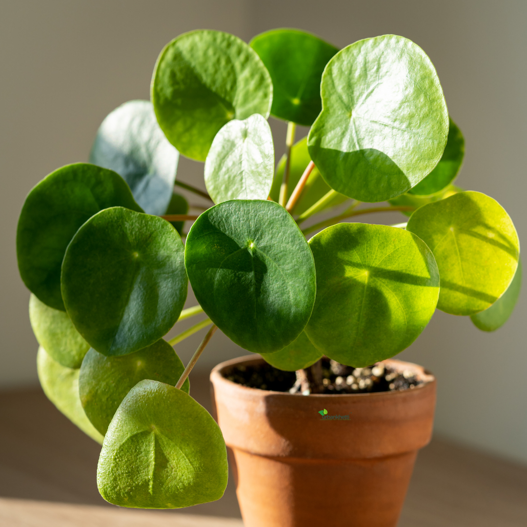 Chinese Money Plant (Pilea peperomioides)