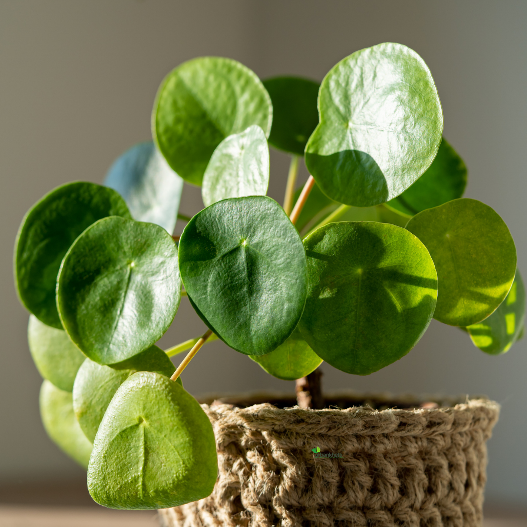 Chinese Money Plant (Pilea peperomioides)