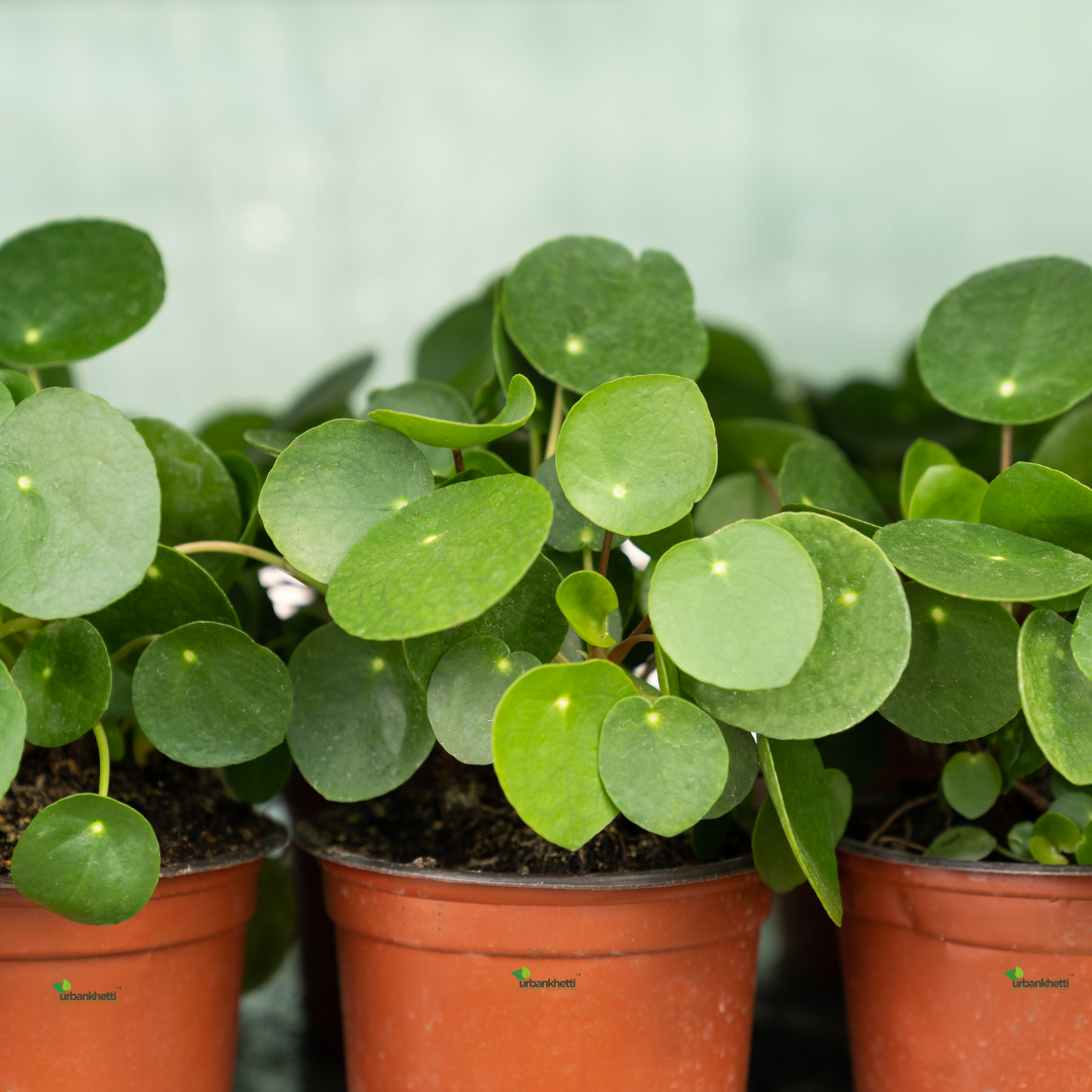 Chinese Money Plant (Pilea peperomioides)