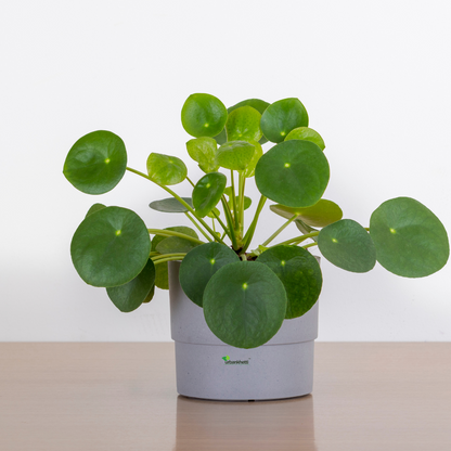 Chinese Money Plant (Pilea peperomioides)