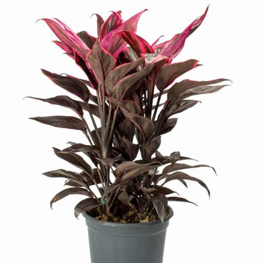 Dracaena Ruby Red Foliage Plant / Decorative Foliage Plant For Home Gardening / Indoor Outdoor Air Purify Foliage Plant