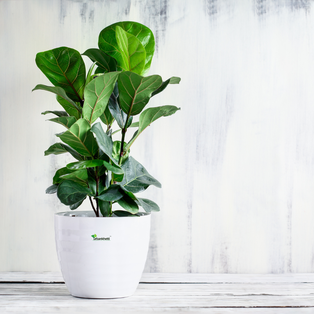 Fiddle Leaf Fig (Ficus ) Indoor Plant - XL