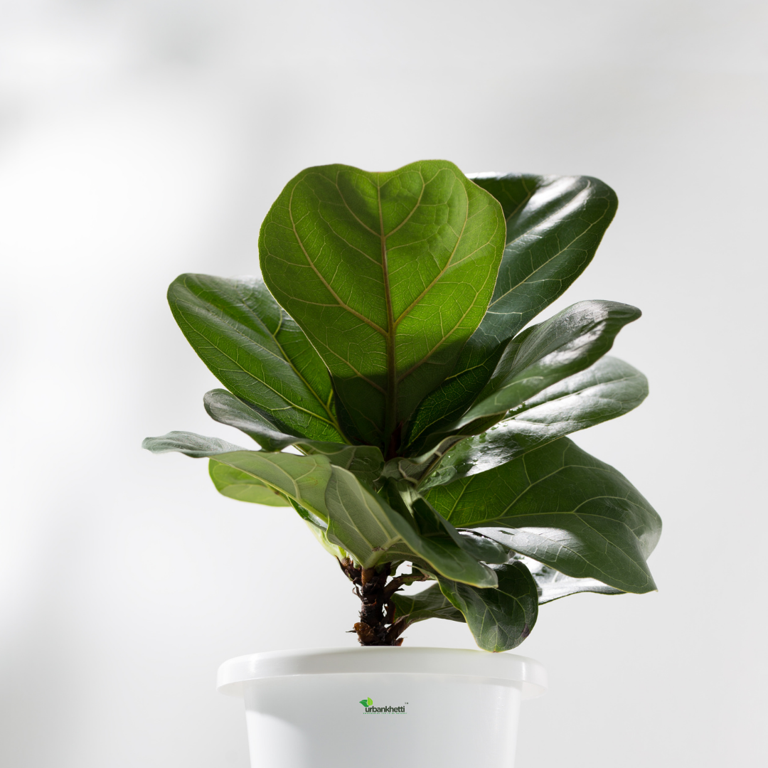 Fiddle Leaf Fig (Ficus ) Indoor Plant - XL