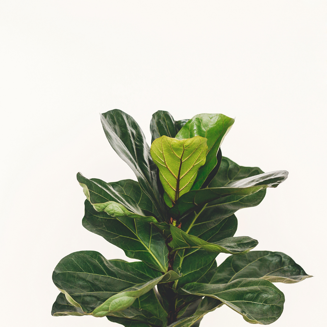 Fiddle Leaf Fig (Ficus ) Indoor Plant - XL