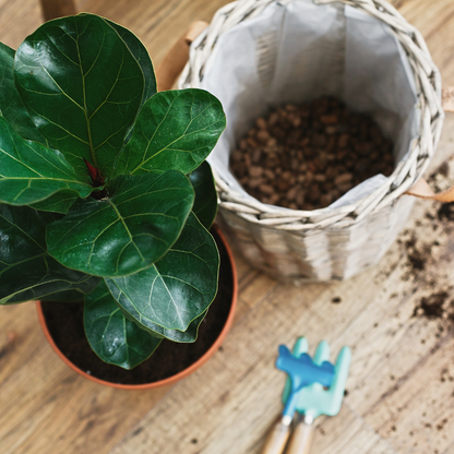 Fiddle Leaf Fig (Ficus ) Indoor Plant - XL